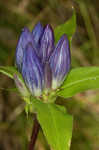 Showy gentian